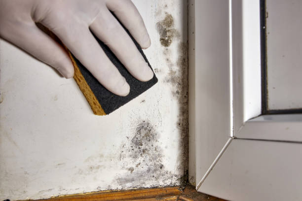 Best Asbestos and Lead Testing During Mold Inspection  in Pojoaque, NM